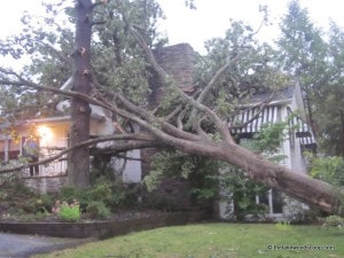 Tree service damage in Greensboro NC