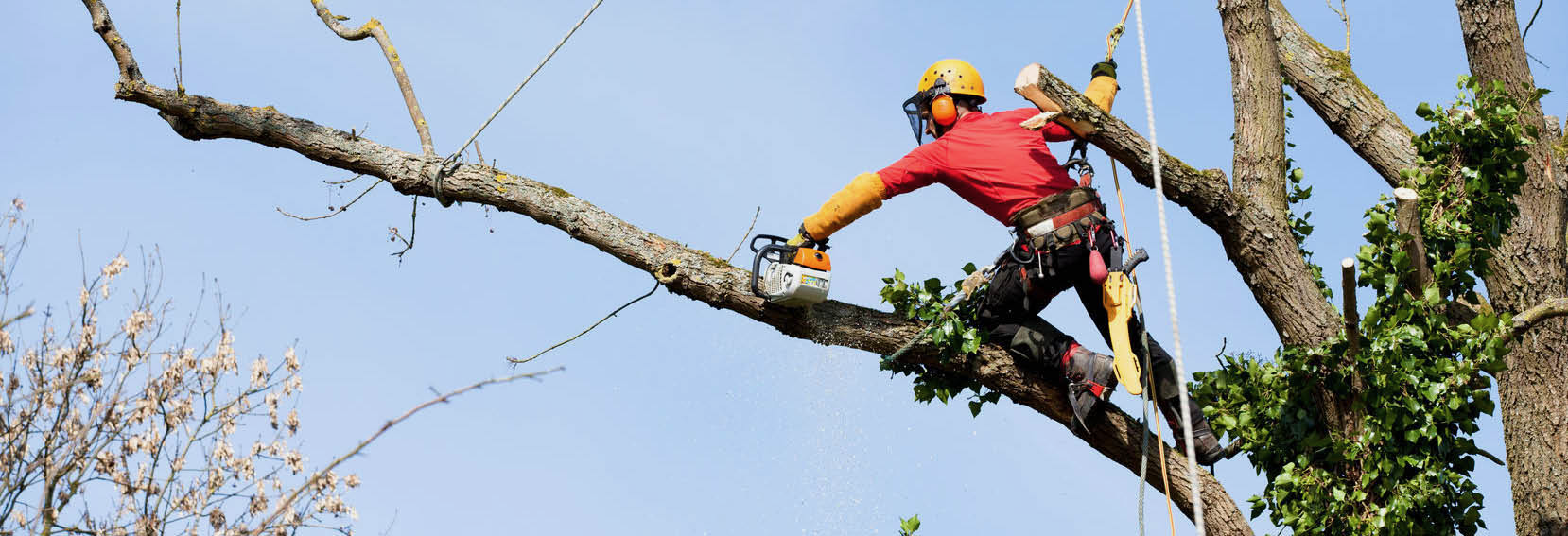 Greensboro Tree Service Worker