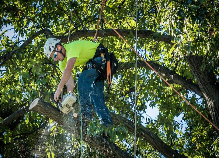 Tree Care Work, Greensboro NC