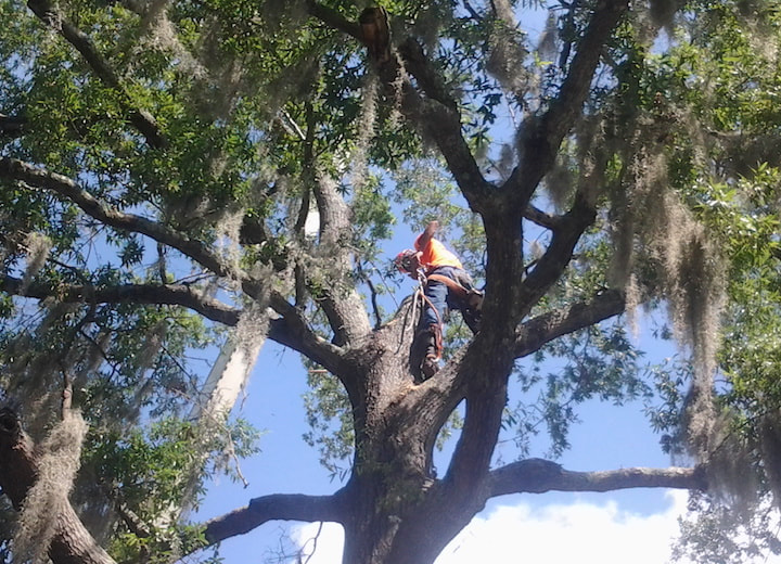 Greensboro Tree Trimming Service